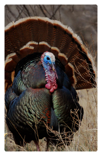 DF35T 315 Gone Hunting (Turkey)